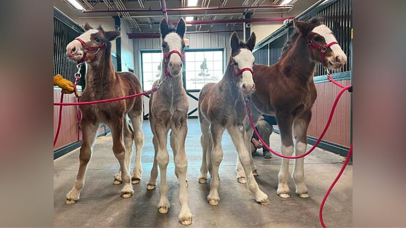 Anheuser-Busch announces it has welcomed the birth of four new Budweiser Clydesdale foals at...