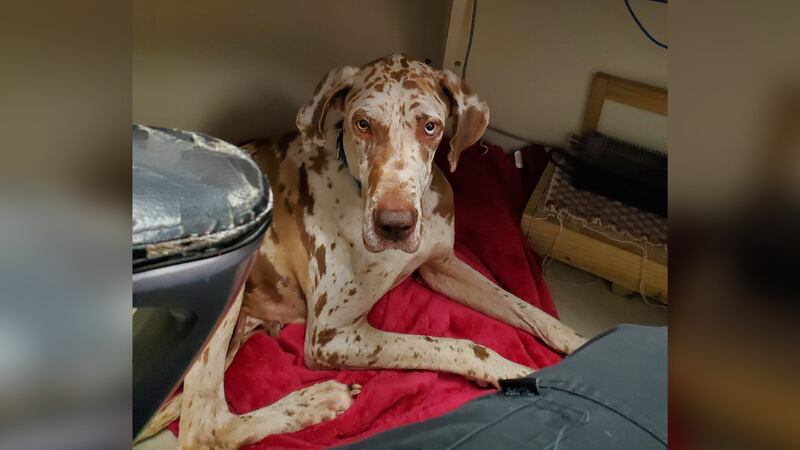 A Great Dane was found stranded on an island in a Michigan lake.